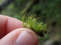 Trichodon cylindricus