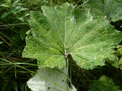 Puccinia poarum