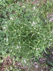 Pseudognaphalium obtusifolium