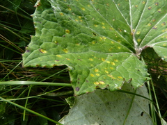 Puccinia poarum