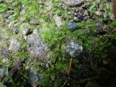 Trichodon cylindricus