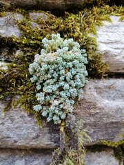 Sedum dasyphyllum