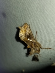 Autographa precationis