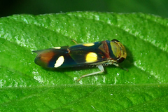 Dilobopterus exaltatus