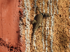 Sceloporus
