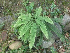 Adiantum aleuticum