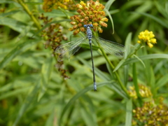 Lestes
