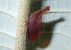 Lycoderides phasianus