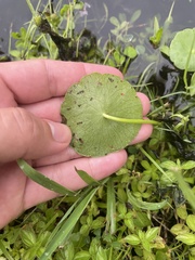 Hydrocotyle verticillata