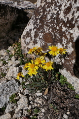 Packera werneriifolia