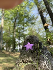 Campanula rotundifolia