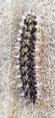 Erebidae