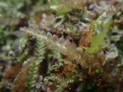 Calypogeia