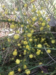 Acacia brownii