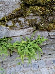 Asplenium trichomanes