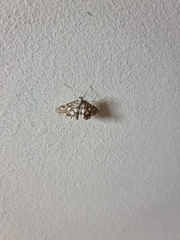 Elophila nymphaeata
