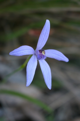 Pheladenia deformis