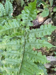 Diplazium doederleinii