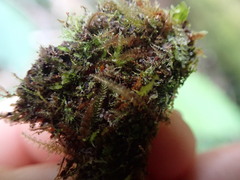 Calypogeia