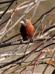 Coryphospingus cucullatus