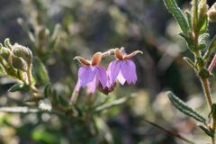 Thomasia petalocalyx