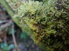 Hypnum dieckii