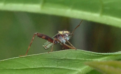 Zoreva dentipes