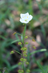 Drosera planchonii