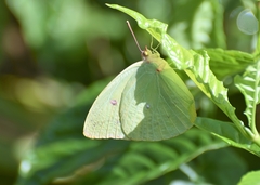 Aphrissa neleis
