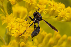 Physocephala tibialis