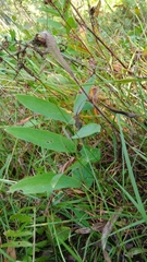 Polygonatum odoratum
