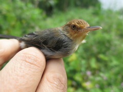 Prinia molleri