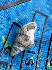 Ilyanassa trivittata