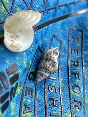 Ilyanassa trivittata