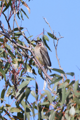 Anthochaera carunculata