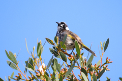 Phylidonyris novaehollandiae