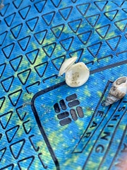 Ilyanassa trivittata