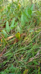 Polygonatum odoratum