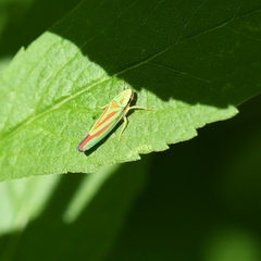 Graphocephala coccinea