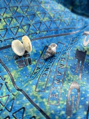 Ilyanassa trivittata