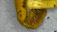 Pseudosperma