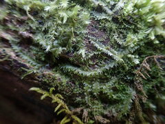 Lophocolea bidentata