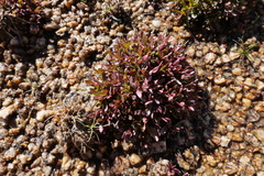 Epilobium anagallidifolium