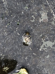 Siphonaria australis