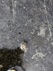 Siphonaria australis
