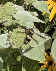 Euodynerus hidalgo