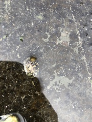 Siphonaria australis