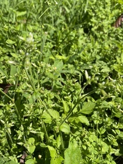 Cerastium glomeratum