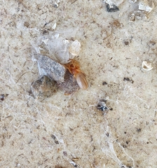 Dysdera crocata
