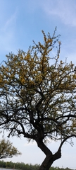 Vachellia caven